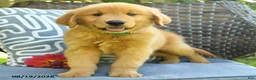 Golden Retriever dogs for sale: Mary - Ad 3