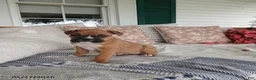 Boxer dogs for sale: Tanikka - Ad 4