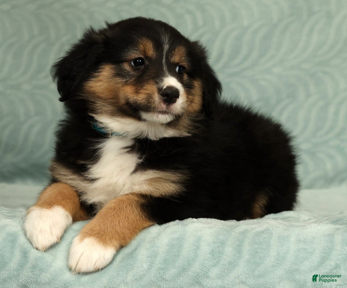 Australian Shepherd dogs for sale: Maisy - Ad 4