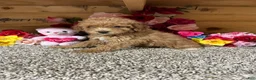 Toy Poodle dogs for sale: Toy Poodle 2 - Ad 1
