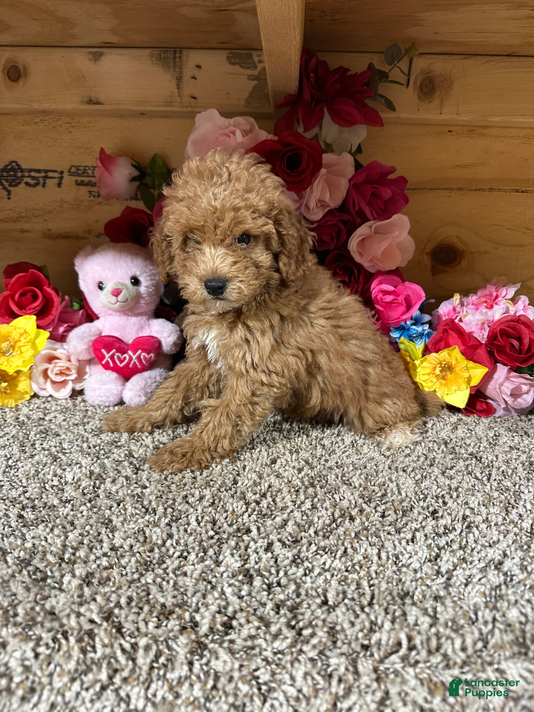 Toy Poodle dogs for sale: Toy Poodle 2 - Ad 1