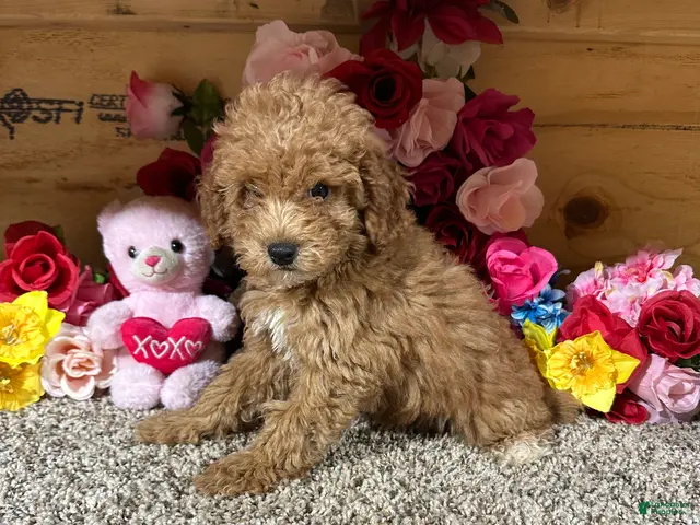 Toy Poodle dogs for sale: Toy Poodle 2 - Ad 1