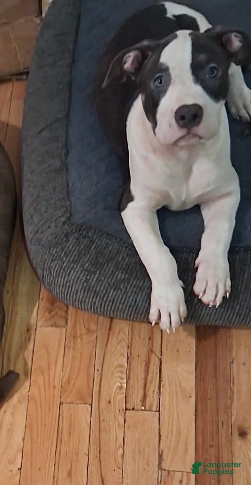 American Bully