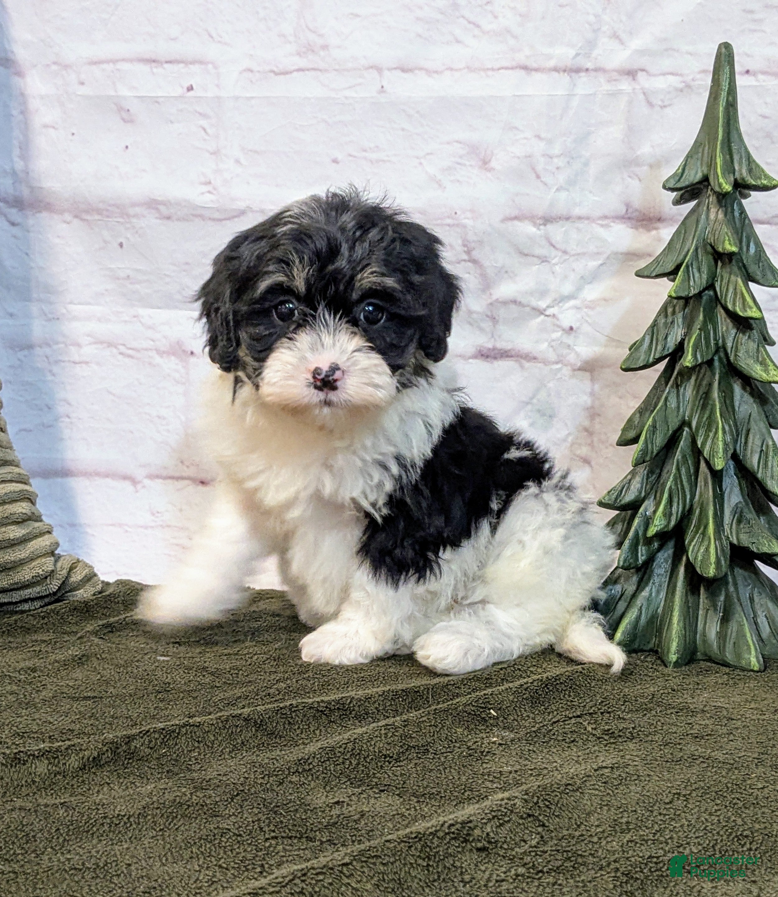 Bernedoodle dogs Twinkle - Ad 18