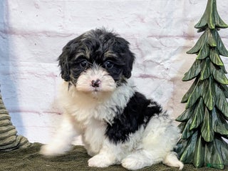 Bernedoodle dogs Twinkle - Ad 10