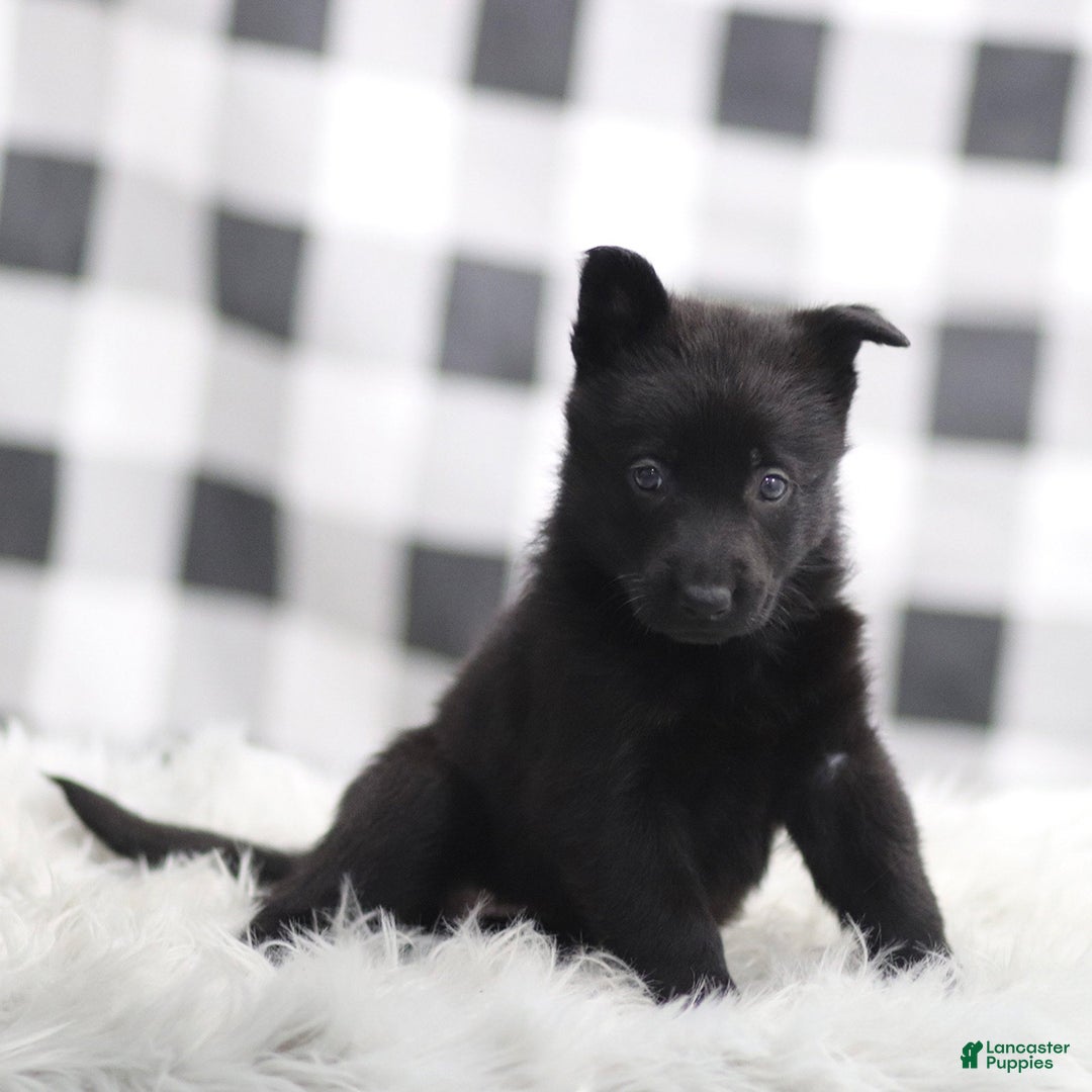 German Shepherd dogs for sale: Faith - Ad 3