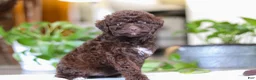 Miniature Poodle dogs for sale: Lila - Ad 1