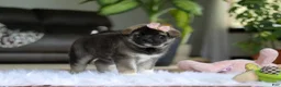 Akita dogs for sale: Callie - Ad 4