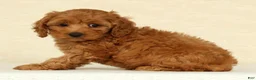 Cockapoo dogs for sale: Angel - Ad 4
