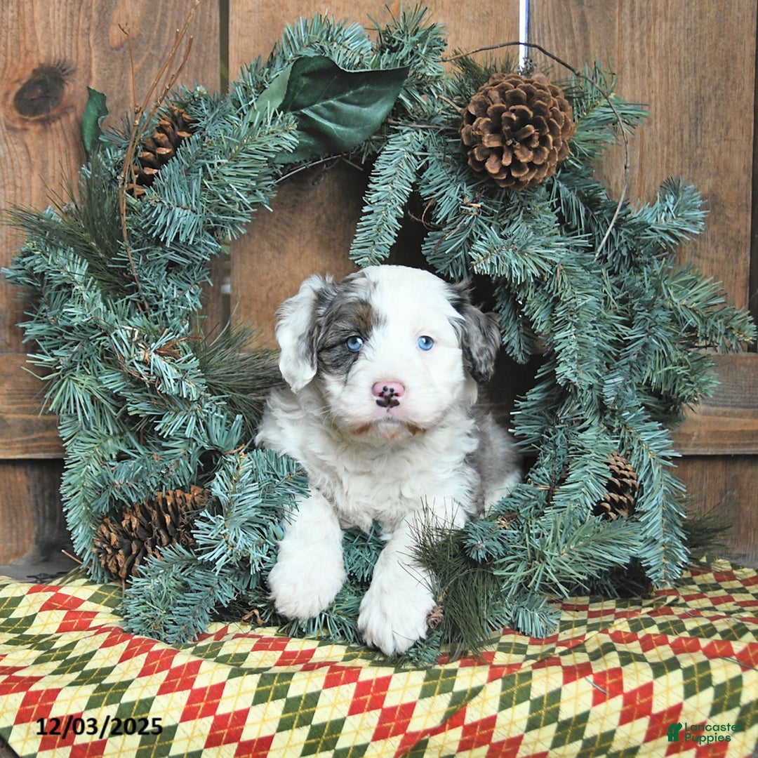 Mini Bernedoodle dogs for sale: Rudy - Ad 2