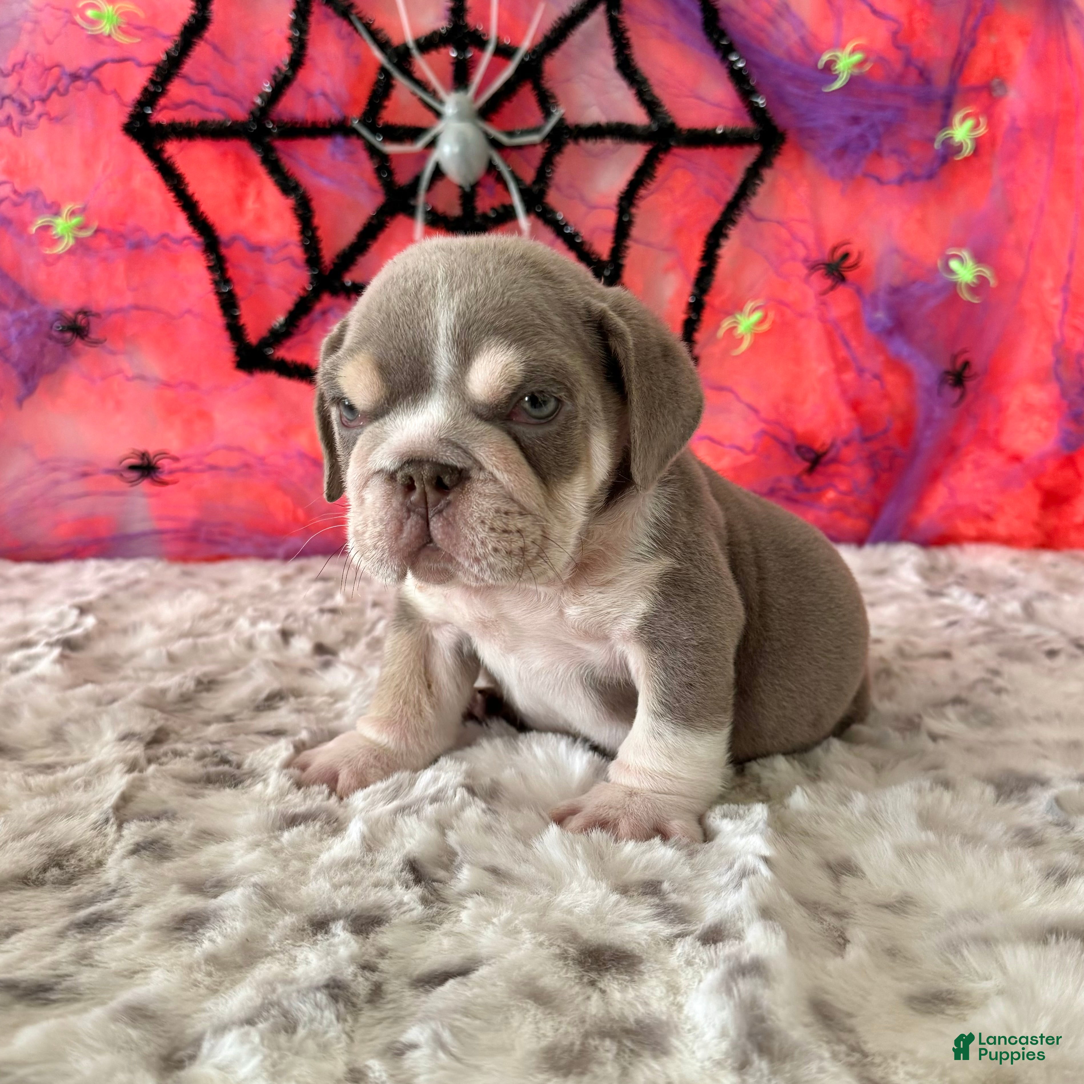 English Bulldog dogs for sale: Aleco  - Ad 1