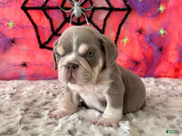 English Bulldog dogs for sale: Aleco - Ad 1