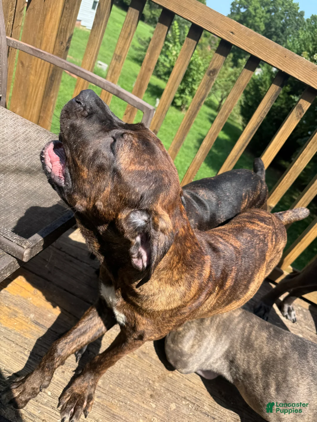 Cane Corso dogs for sale: Princess - Ad 1