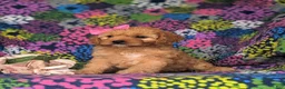 Cavapoo dogs for sale: Tootsie - Ad 4