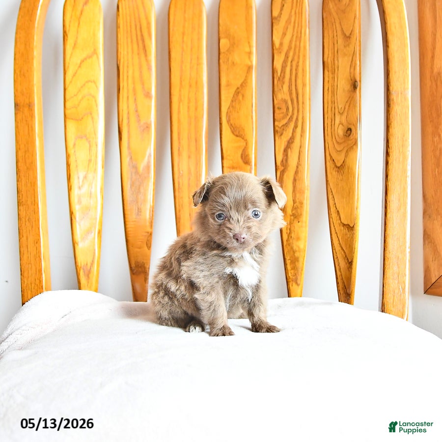 Pomapoo dogs Lacey - Ad 1