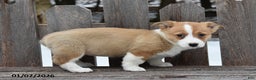 Welsh Corgi Pembroke dogs for sale: Dora - Ad 2