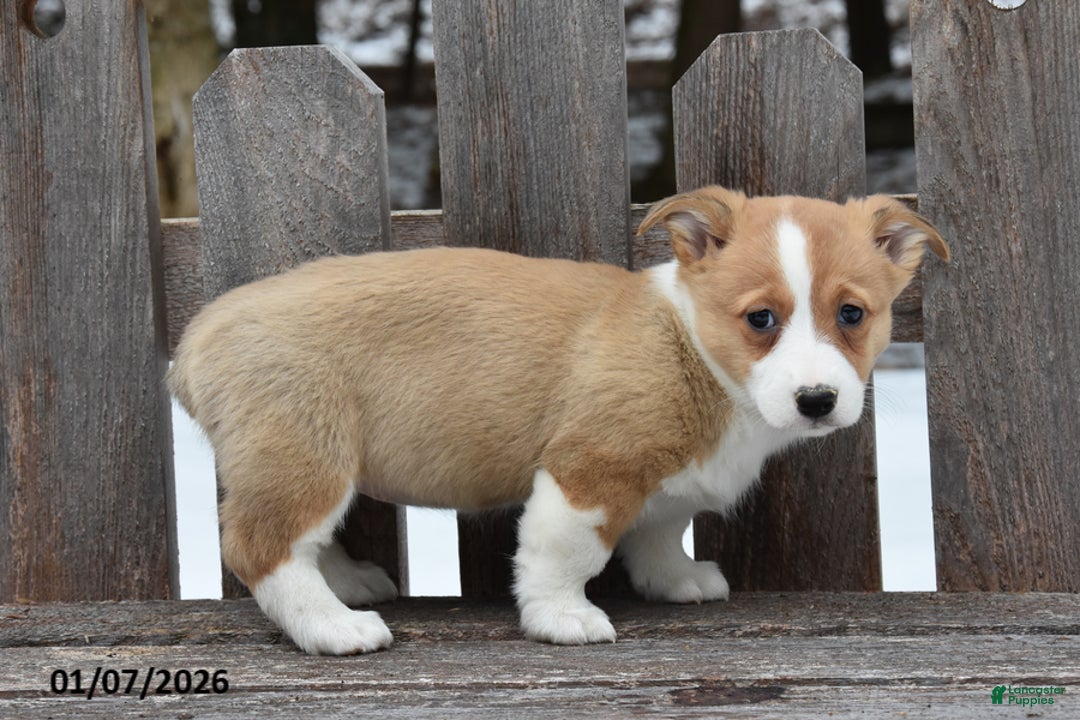 Welsh Corgi Pembroke dogs for sale: Dora - Ad 2