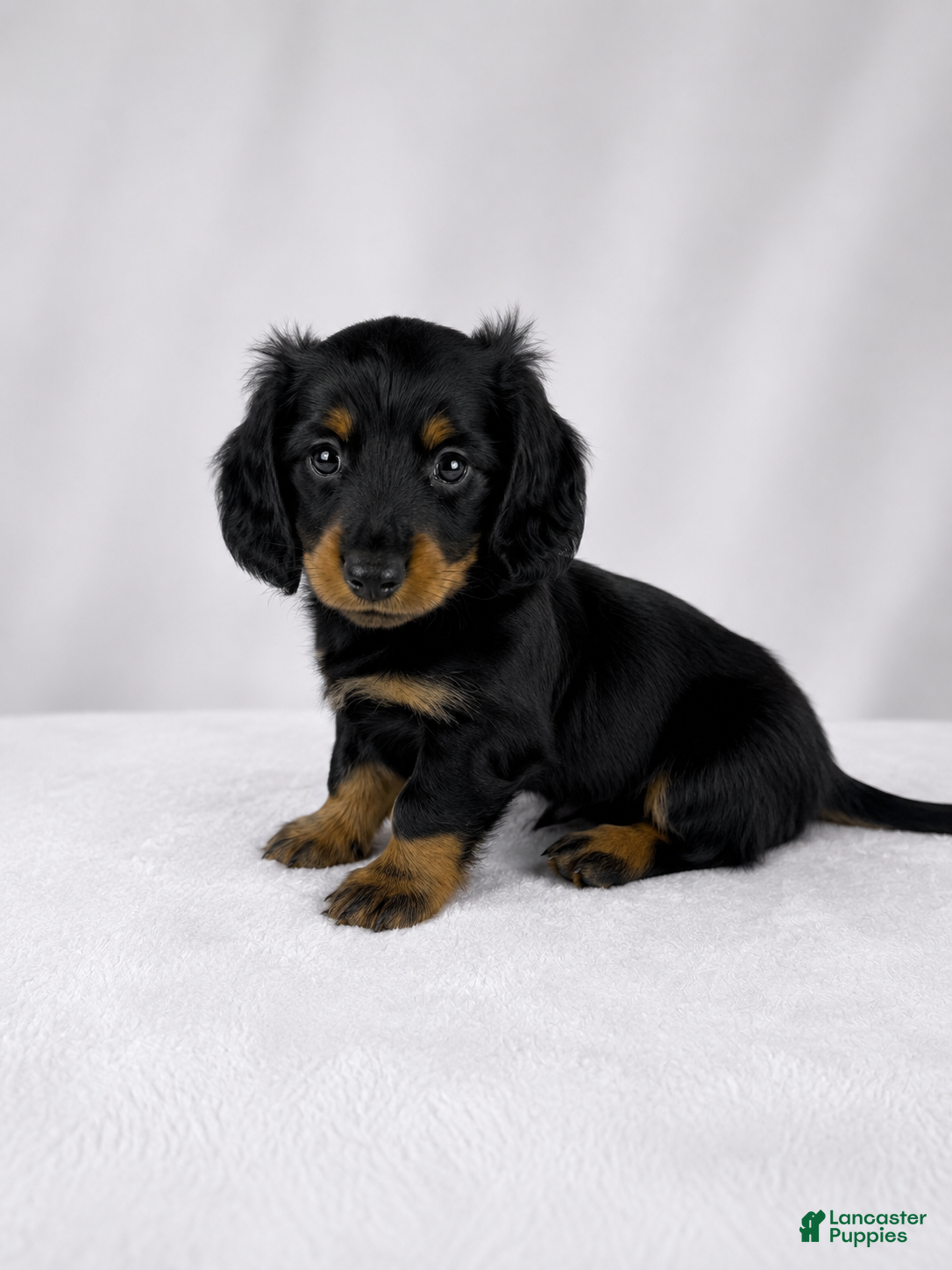 Miniature Dachshund dogs Goose - Ad 2