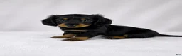 Miniature Dachshund dogs for sale: Goose - Ad 2