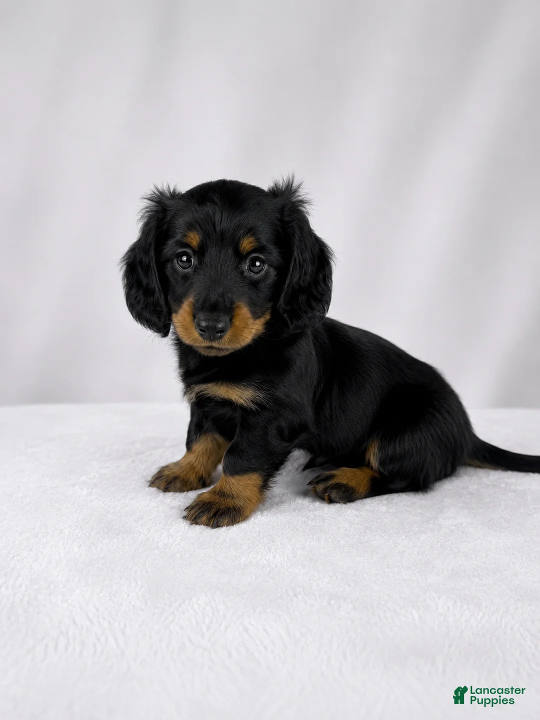 Miniature Dachshund dogs for sale: Goose - Ad 2