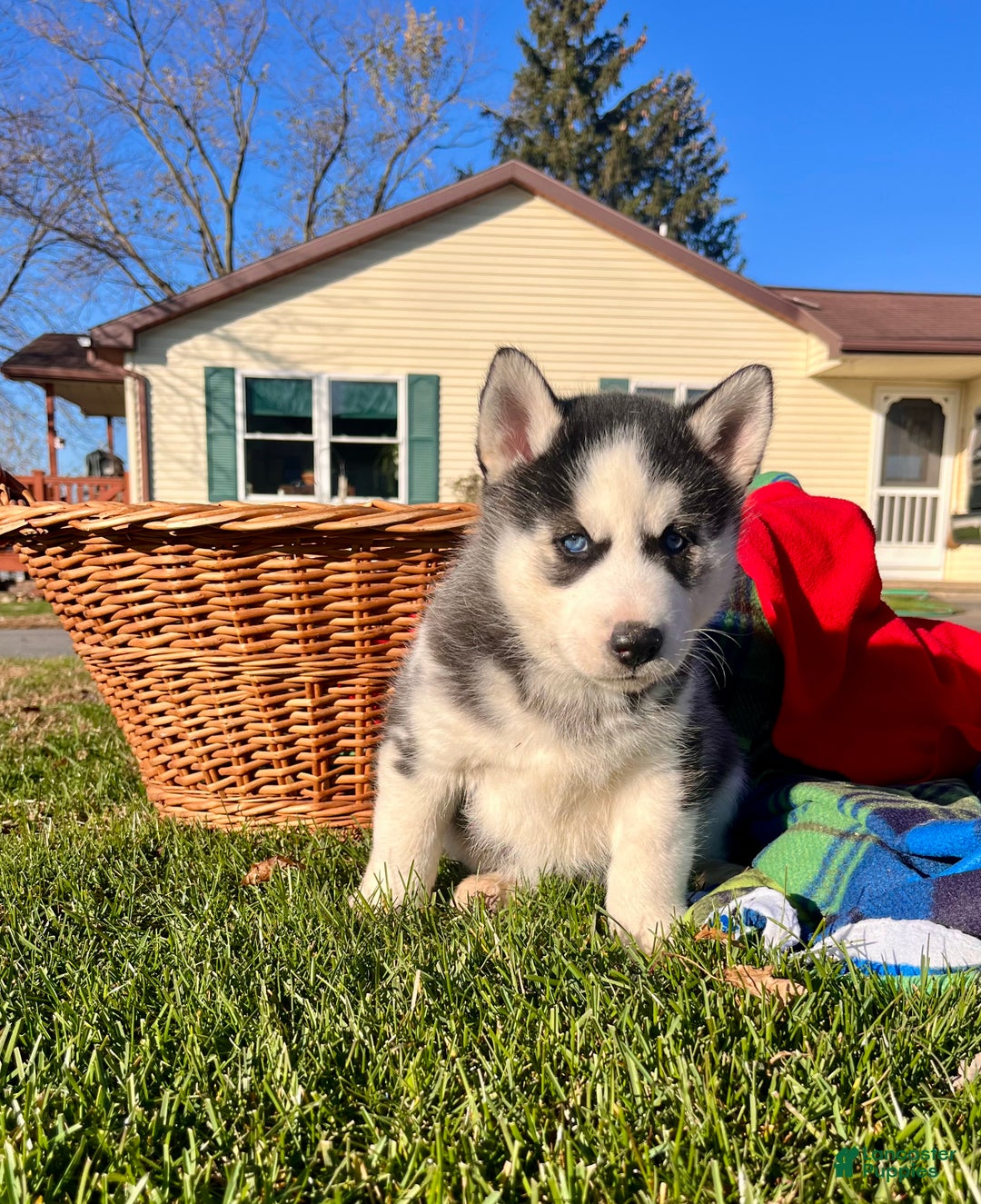 Siberian Husky dogs for sale: Luna🎄❤️ Gorgeous blue eyes call 717-925-6681 - Ad 5