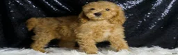 Mini Goldendoodle dogs for sale: Oxford - Ad 3