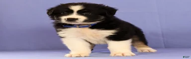 Matthias