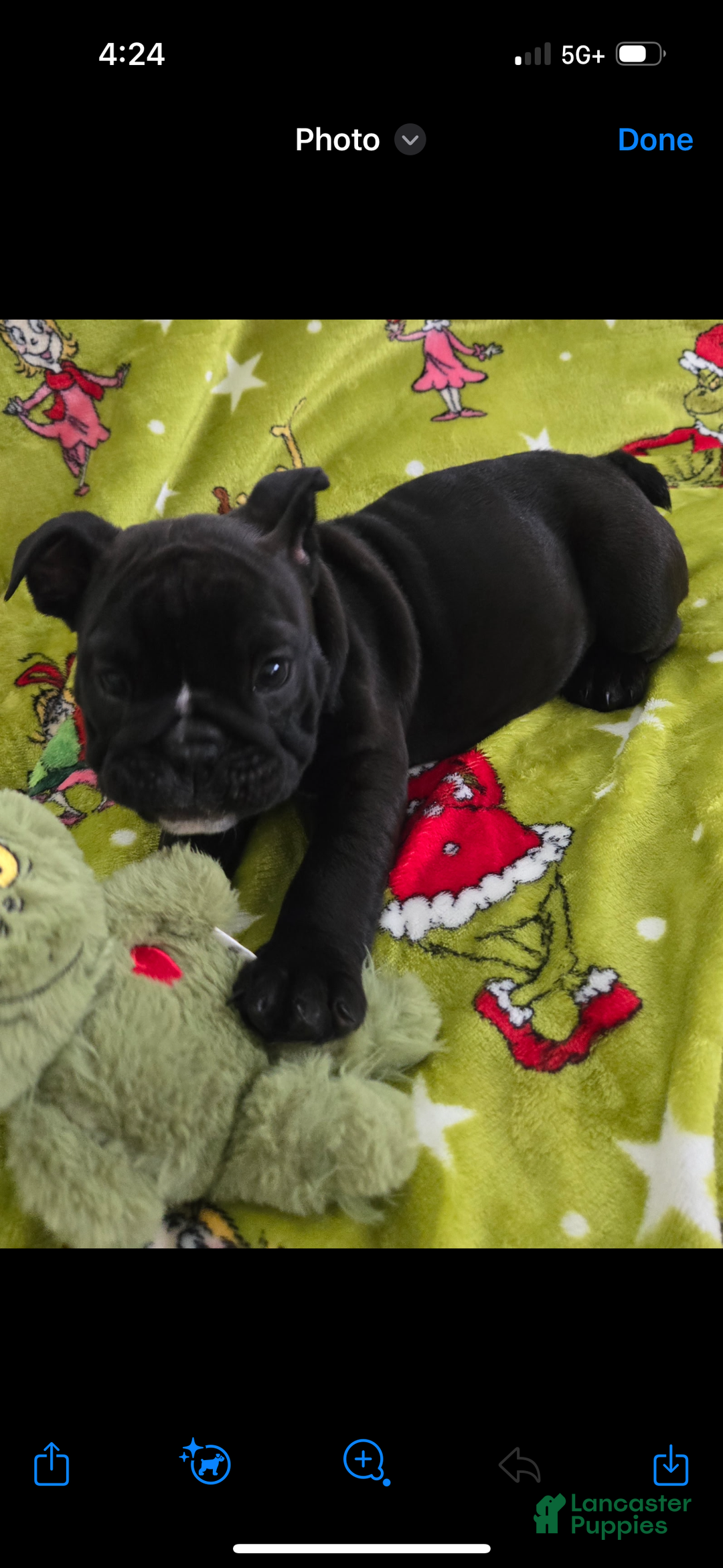 English Bulldog dogs for sale: Lucy - Ad 36