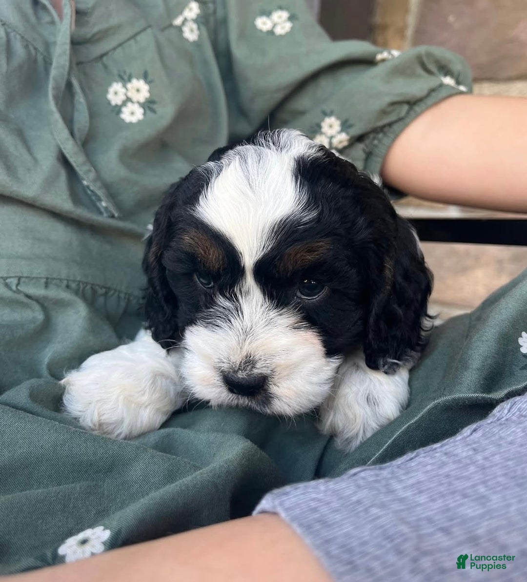 Cockapoo dogs for sale: Star - Ad 3