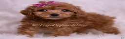 Maltipoo dogs for sale: Kate - Ad 4