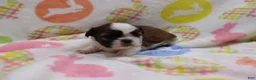 Shih Tzu dogs for sale: Jessie - Ad 4