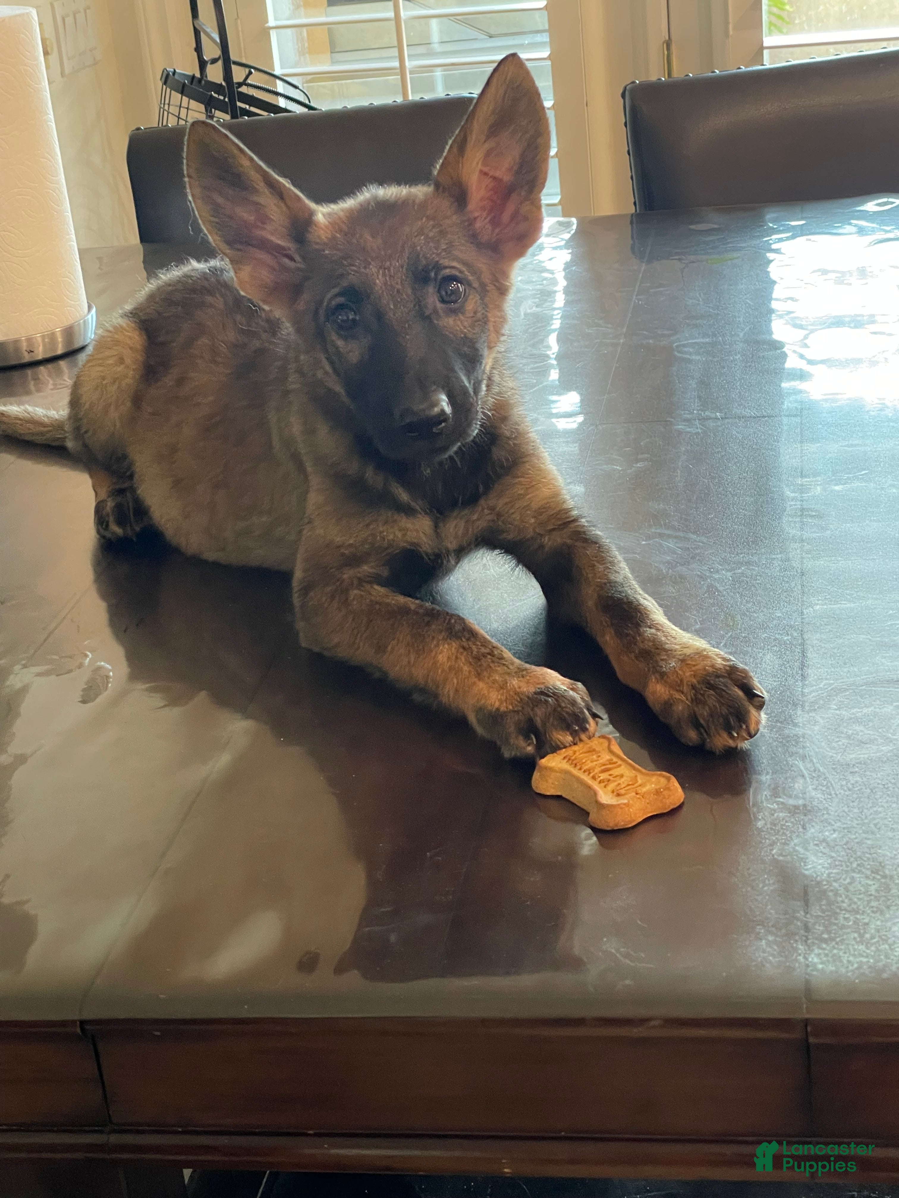 German Shepherd dogs for sale: German Shepherd 5 - Ad 2