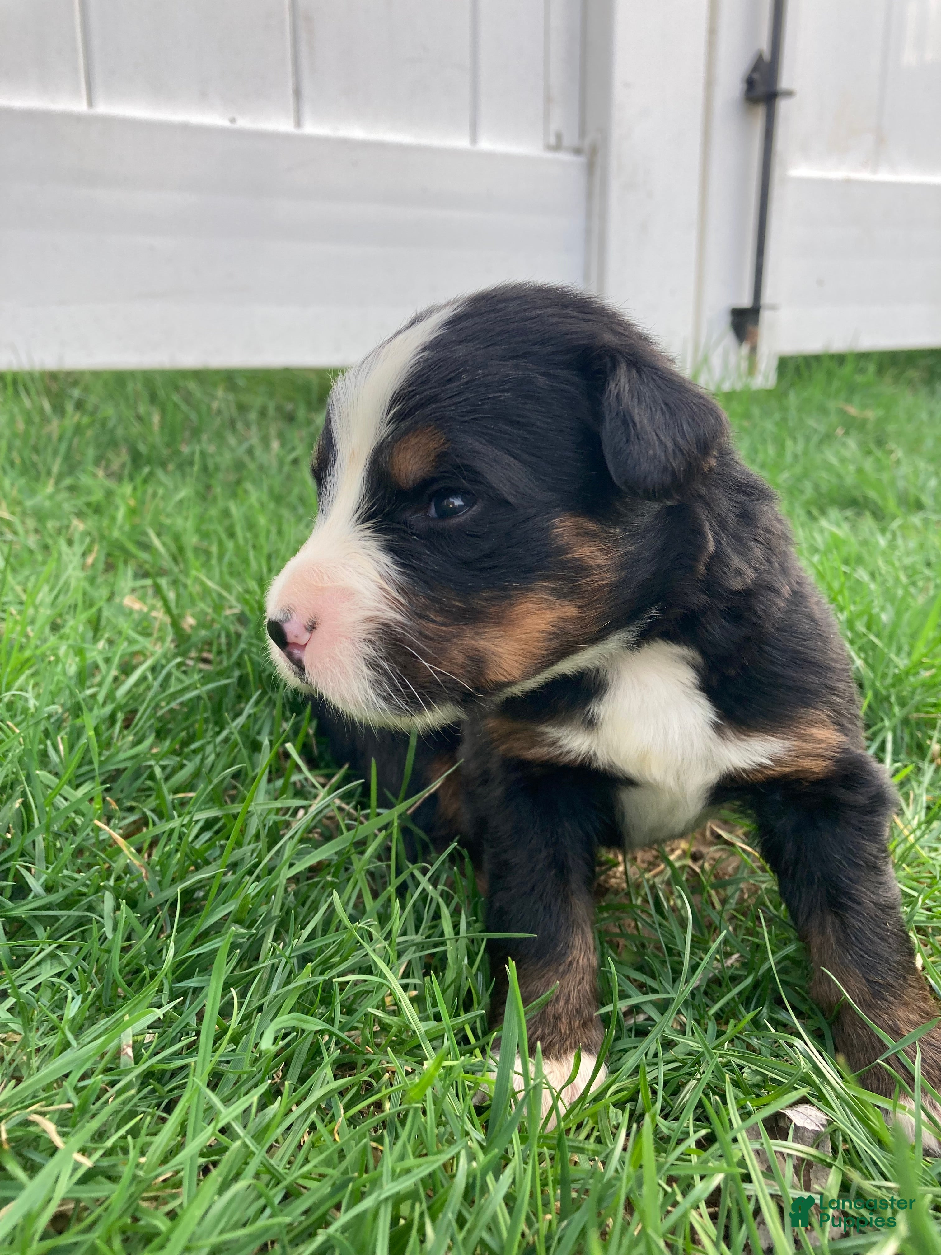Bernese Mountain Dog dogs Aurora - Ad 2