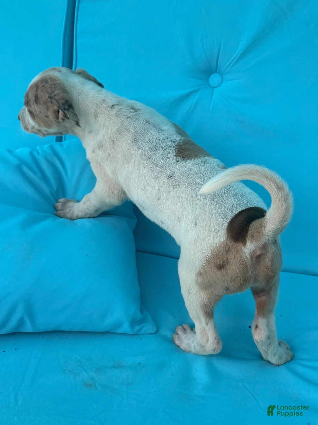 Mixed Breed dogs for sale: Echo - Ad 2