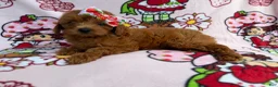 Cavapoo dogs for sale: Bella - Ad 5