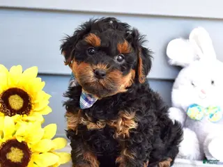 Yorkiepoo dogs for sale: Captain - Ad 3