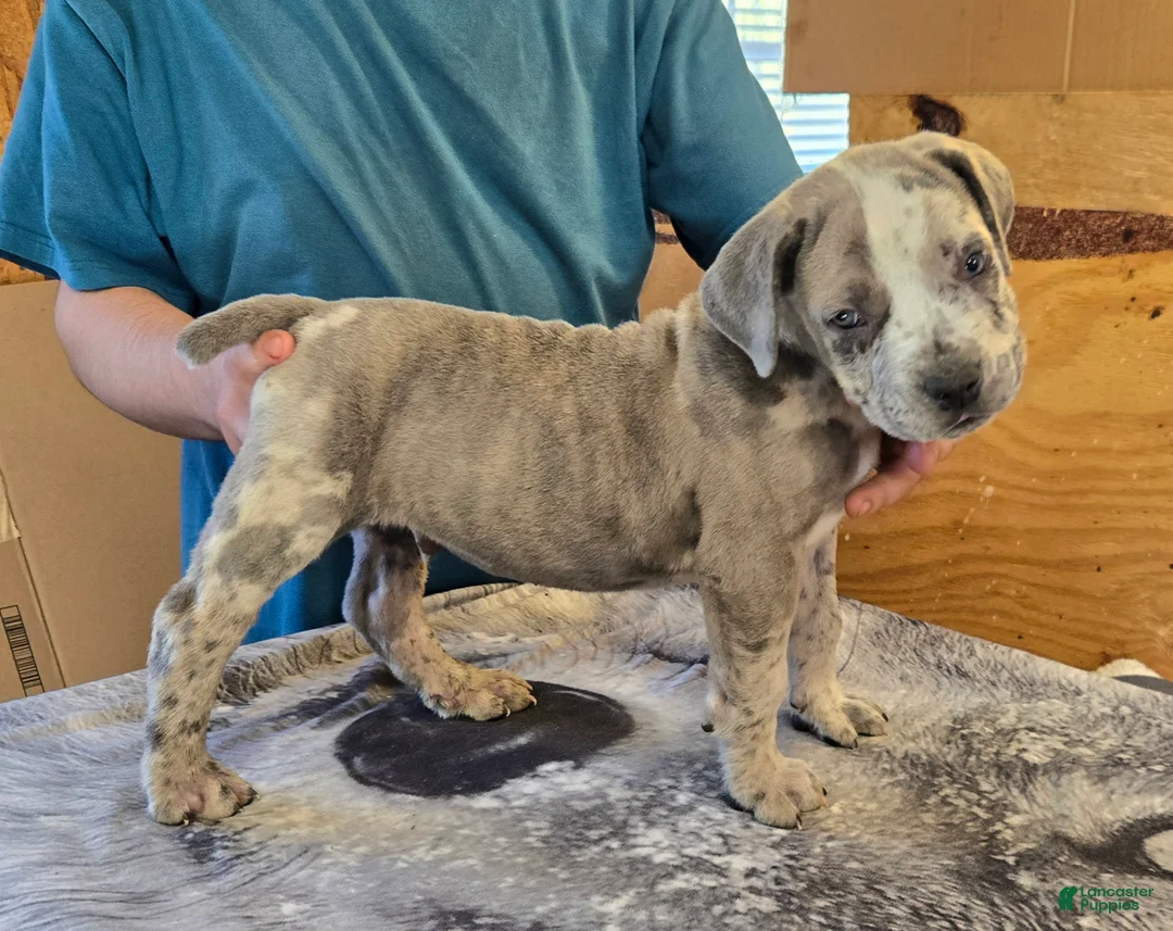 Mixed Breed dogs for sale: Hawks Mr Dewey - Ad 2