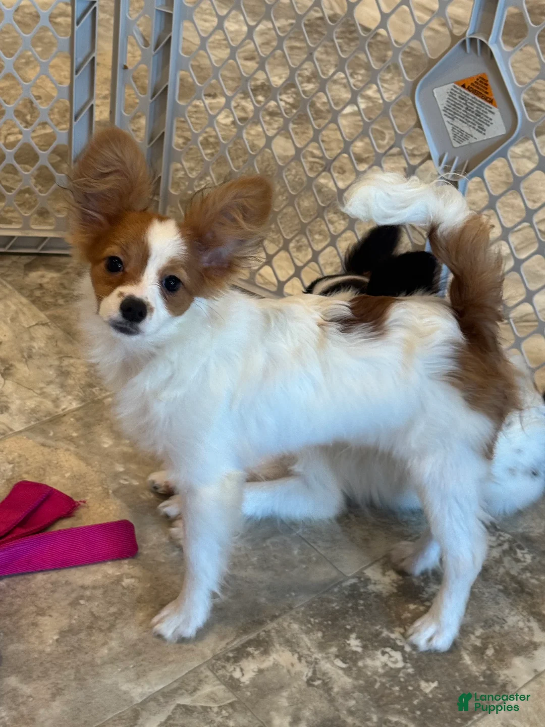 Papillon dogs for sale: Champion line Rusty  - Ad 2