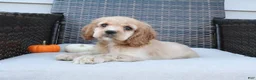 Cocker Spaniel dogs for sale: Timber - Ad 7