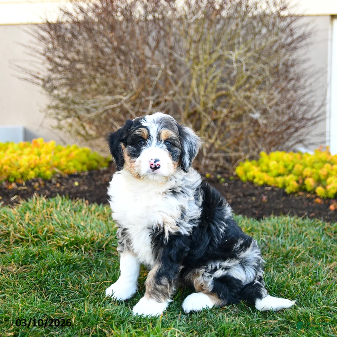 Mini Bernedoodle dogs for sale: Dylan - Ad 2