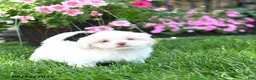 Shih Tzu dogs for sale: Adam - Ad 4