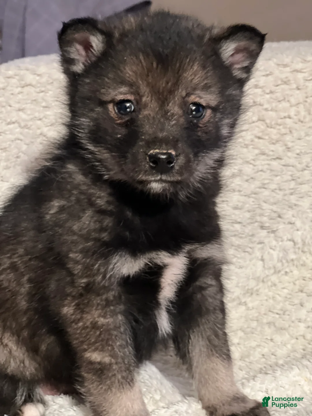 Mixed Breed dogs for sale: Prince - Ad 1