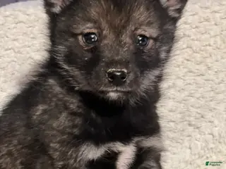 Mixed Breed dogs Prince - Ad 7