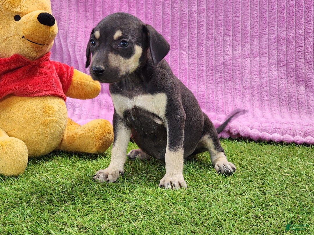 Catahoula Leopard Dog dogs for sale: Tess 2025 Female 1 - Ad 5