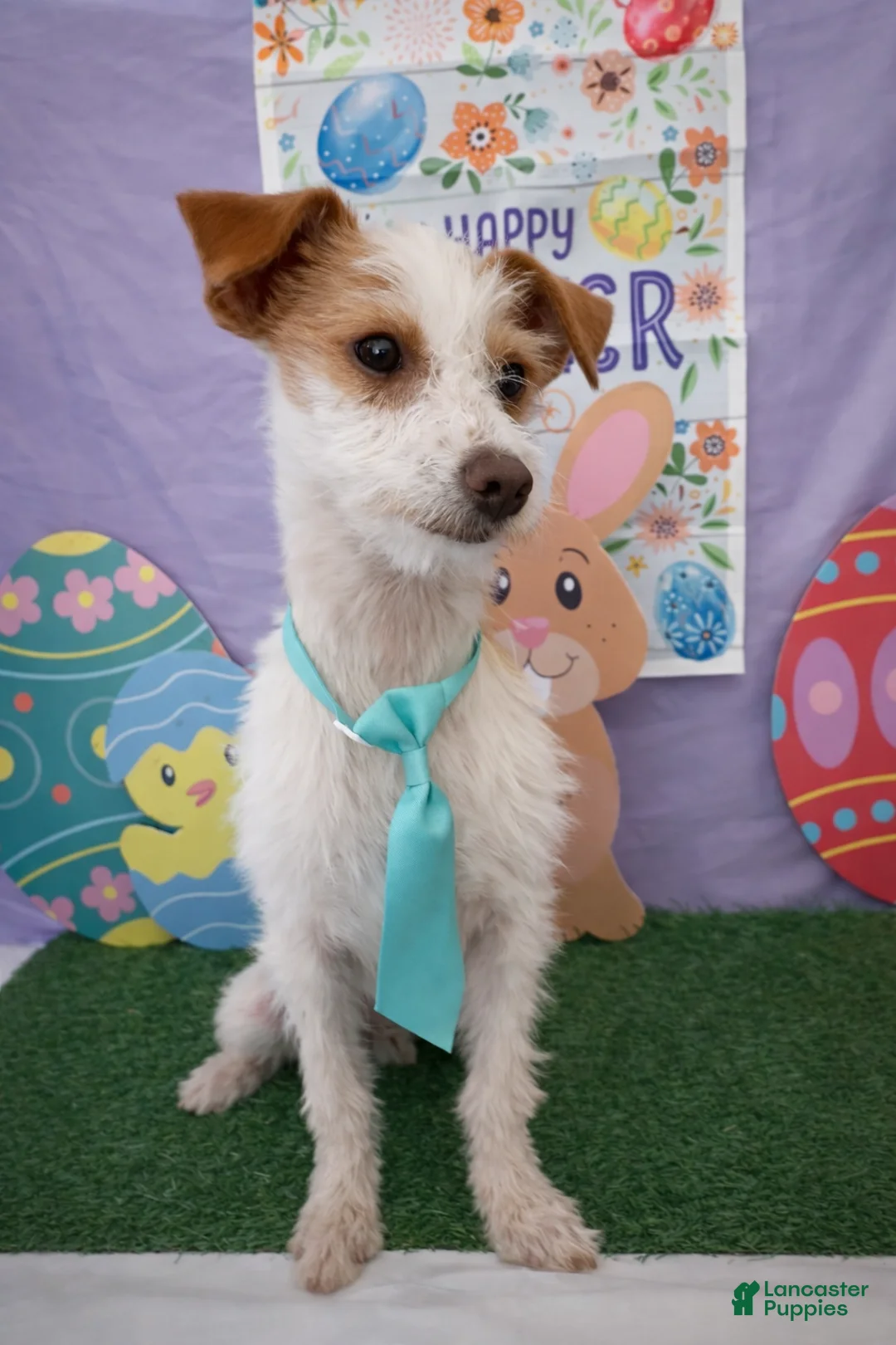 Jack Russell Terrier dogs for sale: Jack Russell Terrier Puppy 1 - Ad 1