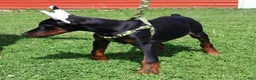 Doberman Pinscher dogs for sale: Doberman Pinscher 2 - Ad 5