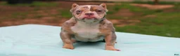 American Bully dogs for sale: Lilac Tri Merle Female - Ad 4