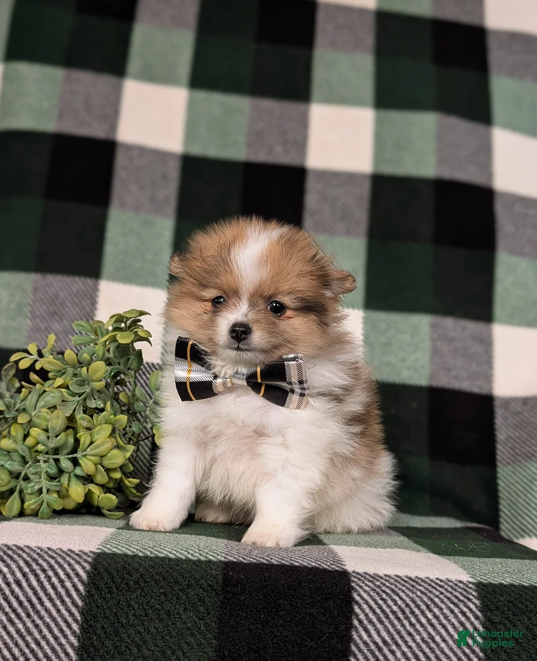 Pomeranian dogs for sale: Miles - Ad 2