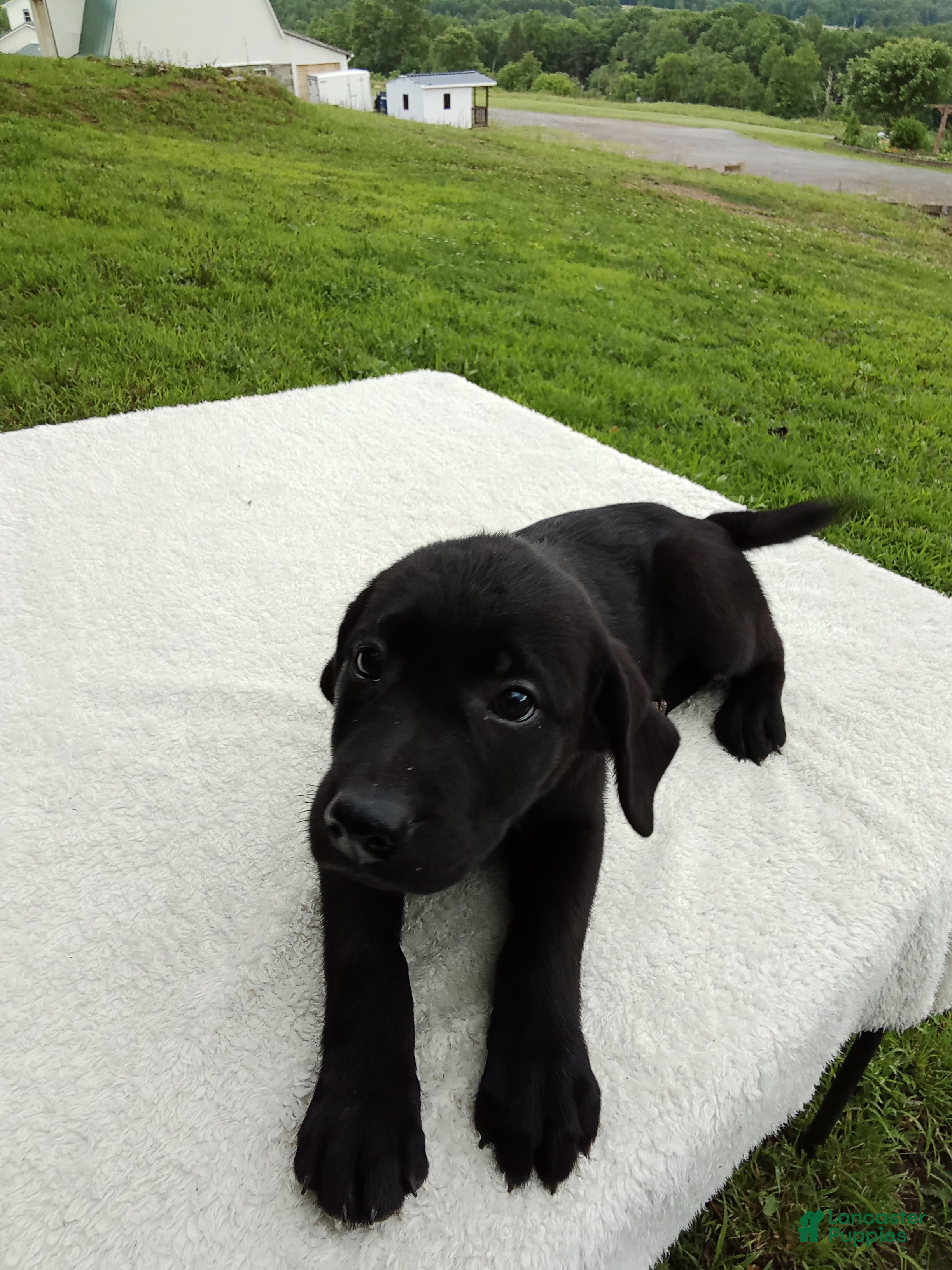 Labrador Retriever dogs Clarie - Ad 1