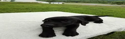 Labrador Retriever dogs for sale: Clarie - Ad 5